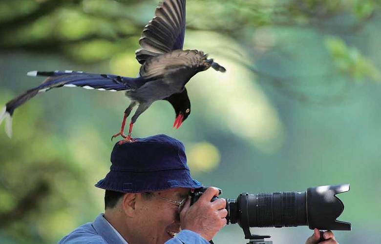 陽管處提醒遊客,藍鵲在繁殖期可能會因護巢而出現驅趕遊客行為,遊客應留意/ 戴進元攝