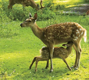 復育有成的臺灣梅花鹿,已能在野外孕育下一代/ 鍾曉良攝