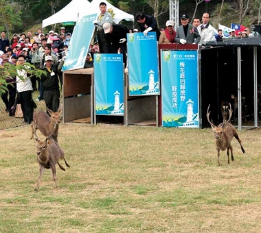 墾管處野放梅花鹿的情景/ 墾管處提供