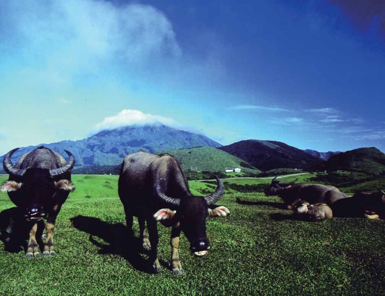 擎天崗地區的牛性情溫和,但遊客仍應保持尊重與適當的距離,以免造成傷害與衝突/ 陽管處提供