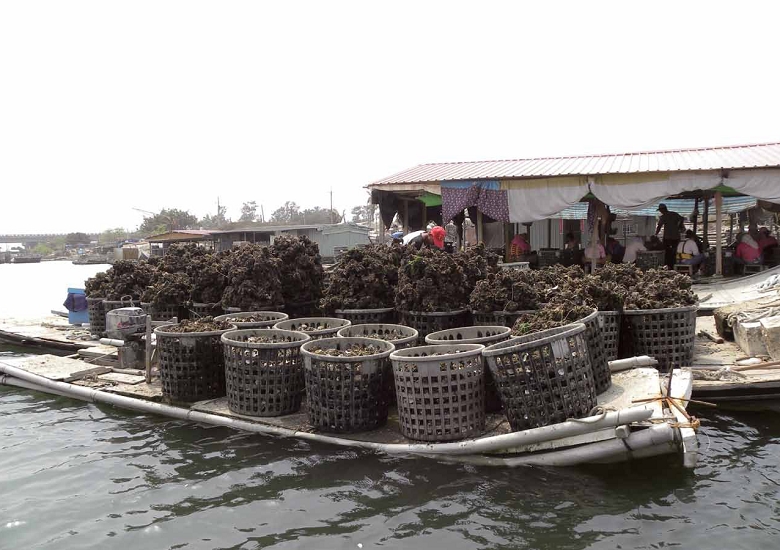 台管處尊重當地傳統的漁業文化,使漁民能在規範內維持原有的產 業活動。圖為在四草湖收成的牡蠣/ 劉良力攝