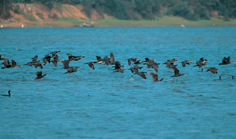 鸕鶿是金門地區發展生態旅遊的重要主角/ 廖東坤攝
