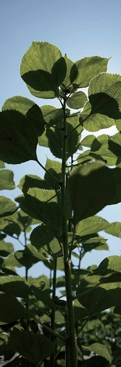 由一位長者授權使用的苧麻園，更加深了尤瑪傳承編織的使命責任。/ 野桐工坊弗耐. 瓦旦攝