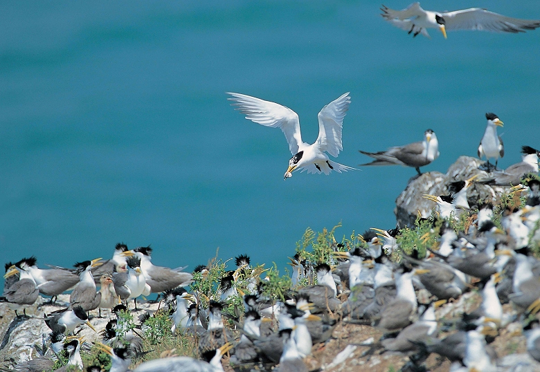 有「神話之鳥」之稱的黑嘴端鳳頭燕鷗，全球剩不到50隻。