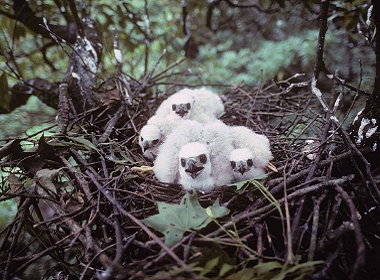 〈草山鷹飛〉紀錄片曾獲第34屆金馬獎最佳紀錄片提名，大冠鷲和松雀鷹為記錄的主角。（左）松雀鷹雛鳥，（右） 大冠鷲。