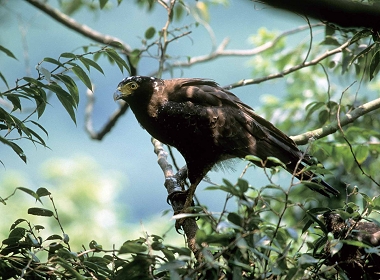 〈草山鷹飛〉紀錄片曾獲第34屆金馬獎最佳紀錄片提名，大冠鷲和松雀鷹為記錄的主角。（左）松雀鷹雛鳥，（右） 大冠鷲。