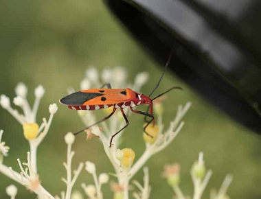 使用懸臂器材及超小型HD 高畫質攝影機拍正在吸花蜜的椿象。
