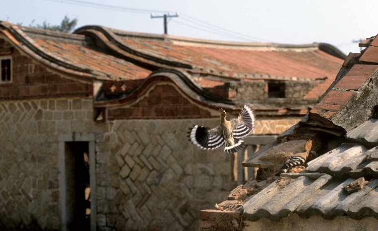 由金門國家公園所委託拍攝的〈 簷間戴勝飛〉，敘述的是戴勝在金門的生活史。