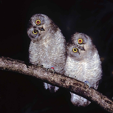 表情生趣的蘭嶼角鴞。