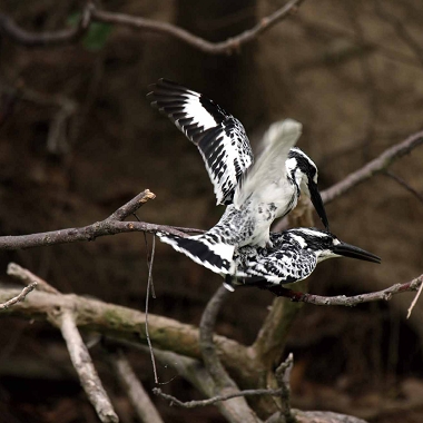 正在交配的斑魚狗。