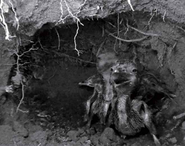 梁皆得使用特殊的不見光紅外線的攝影機拍攝在黑暗土洞中的蒼翡翠雛鳥。