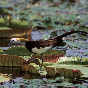 菱池水面上的水雉。