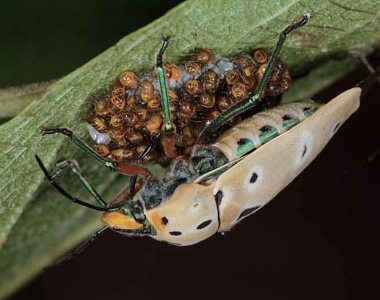 好的機會稍縱即逝，梁皆得總能耐心等候，捕捉精采的那一刻。（左）黃盾背椿象，（右）正在誕生的螳螂。