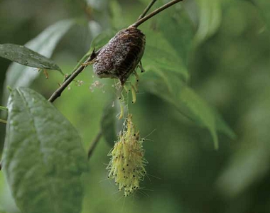 好的機會稍縱即逝，梁皆得總能耐心等候，捕捉精采的那一刻。（左）黃盾背椿象，（右）正在誕生的螳螂。