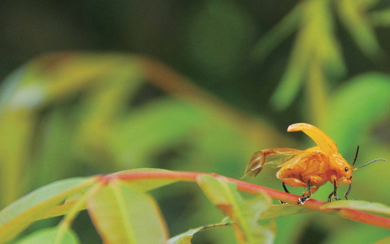 大黃金花蟲以山漆為主要食草