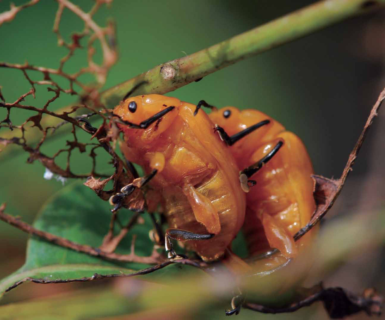 大黃金花蟲的一生從卵、幼蟲、蛹到成蟲,幾乎都是在寄主植物山漆樹上度過。圖為交尾中的大黃金花蟲。