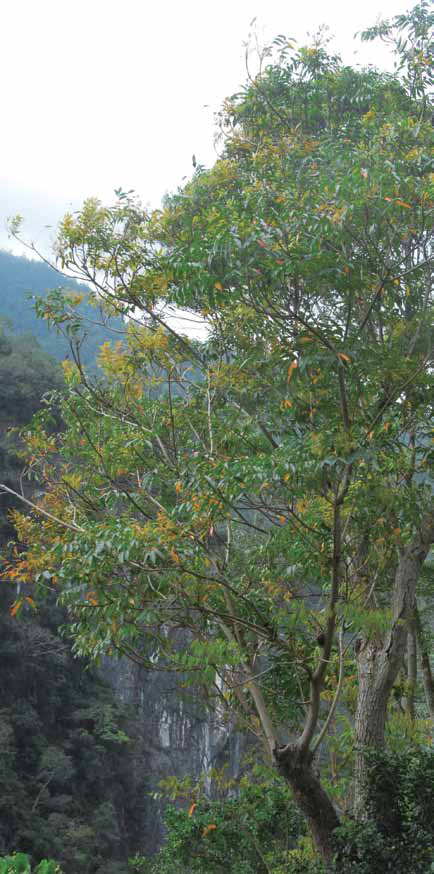 太魯閣國家公園台地上的山漆樹。