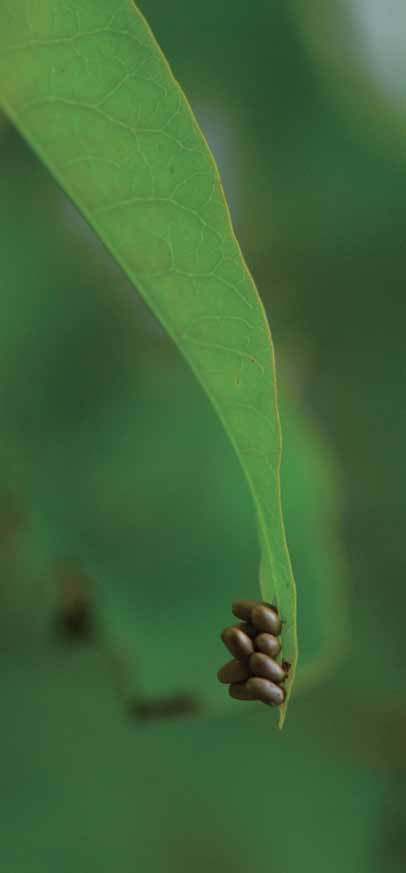 大黃金花蟲之成蟲(下) 與幼蟲(上)。