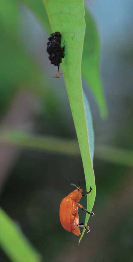 大黃金花蟲所產下砲彈型的卵。