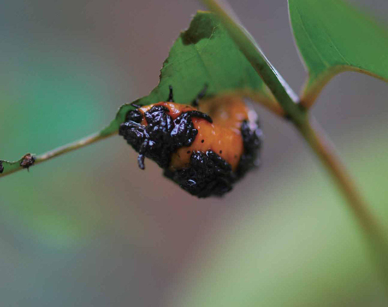 揹著排遺的大黃金花蟲幼蟲。