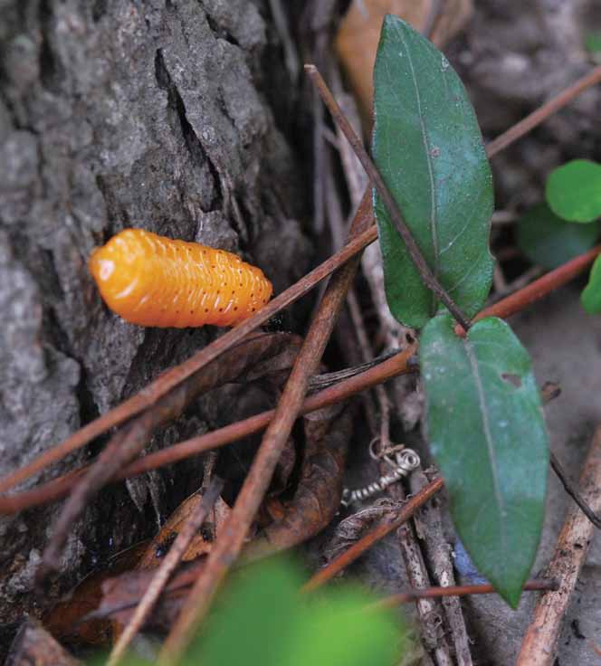 爬到地面準備結蛹的大黃金花蟲幼蟲。