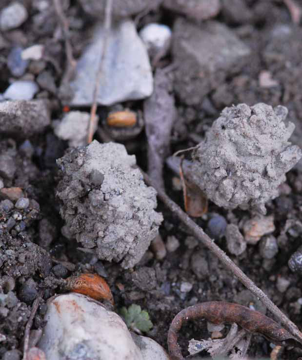 大黃金花蟲之土蛹。