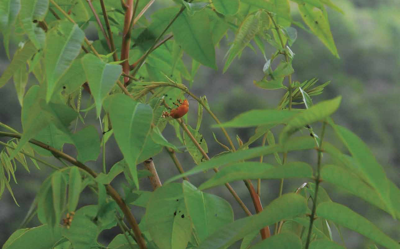 大黃金花蟲與山漆間的互依關係,展現了大自然中「人性」一面。