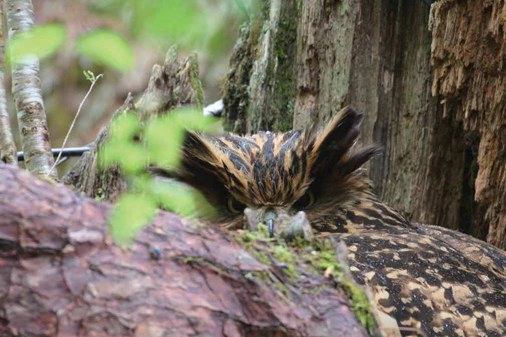 雨中育雛的黃魚鴞