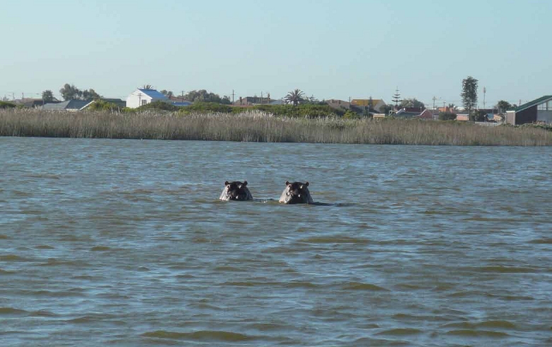 Rondevlei 保護區湖泊中的河馬。