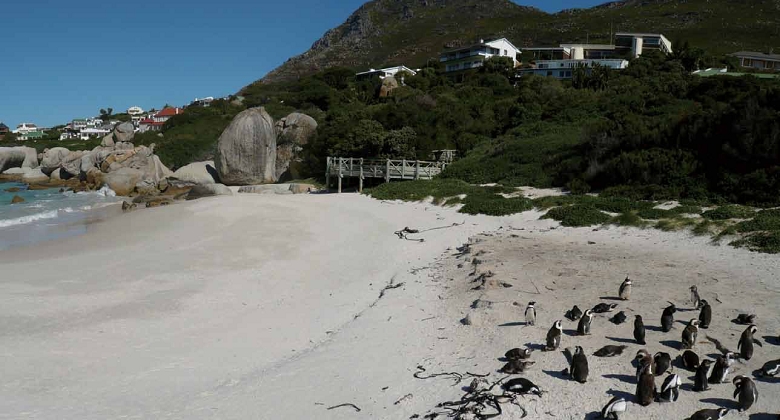 棲息於Simon's Town Boulder 海岸的非洲企鵝群，此為桌山國家公園海洋區負責管理。