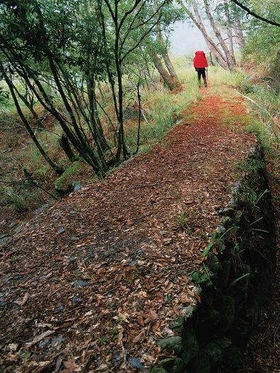 八通關越嶺古道曾一度荒廢，通行困難。圖為八通關越嶺道近大分路段/蔡文科攝