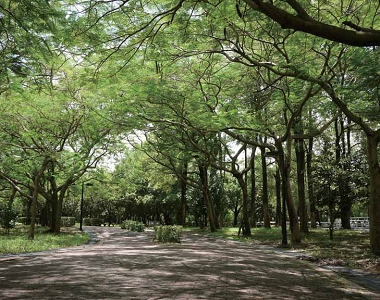 高雄都會公園蓊鬱的林蔭步道/ 高雄都會公園提供