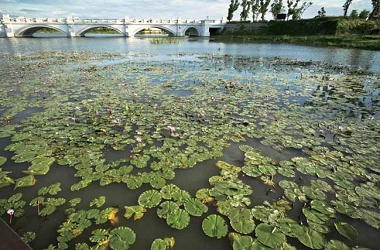 臺南都會公園景觀景觀滯洪池所種植的蓮花。/ 許博翔攝