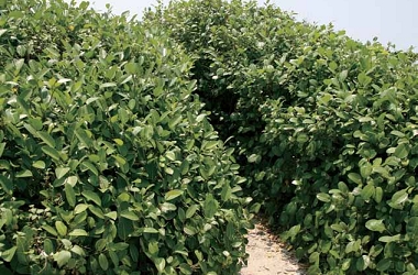 壽山有臺灣地區面積最大、密度最高的山豬枷密灌叢/ 鄭耀翔攝