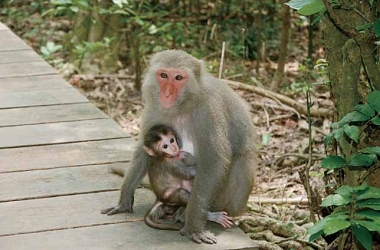 壽山又稱猴山，滿山的台灣獼猴是受到保育的台灣特有種/ 營建署提供