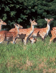 愛護動物用心做