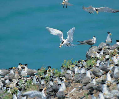 萬物靜觀皆自得