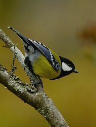 青背山雀是春天報曉的小精靈