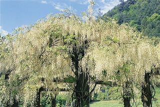 Japanese wisteria