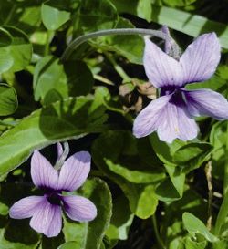Viola confusa looks like a little elf over the pasture.