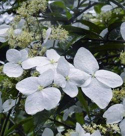 Chinese Hydrangea