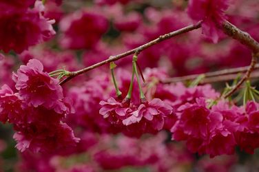 Yangmingshan enjoys a rich variety of cherry blossoms; this is double-petal red cherry.