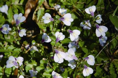 Divided-By-The-Brook is one of the earliest blossoms at springtime.