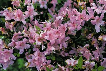 Red-hairy Rhododendron