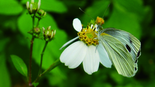 A Spring Thunder Brings Insects Back to Life
