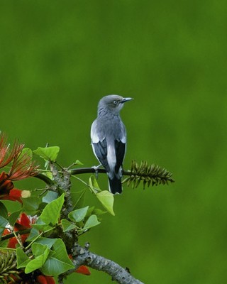 墾丁的特有種烏頭翁 劉川提供