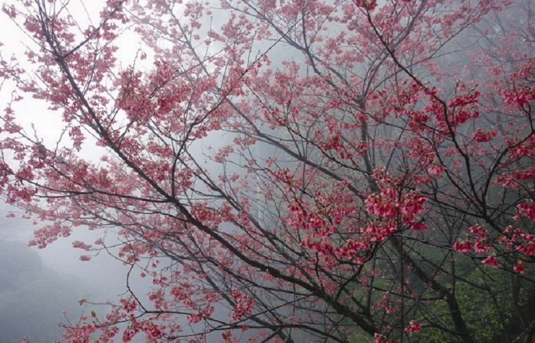 山櫻花 王傳照提供