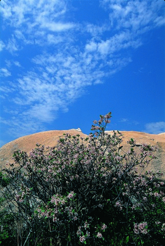 小果薔薇 廖東坤提供