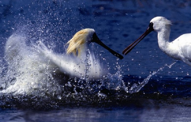 黑面琵鷺 林雪美提供