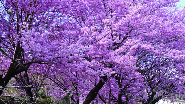 Beautiful stretches of pink blossoms